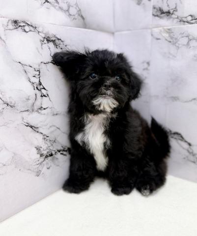 MIXトイプードル×シーズー【12/7お写真、動画更新♪】そっと寄り添いながら家族と穏やかに過ごせるプーズー♡