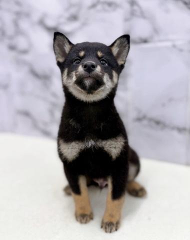 柴犬【12/7お写真、動画更新♪】穏やかさと素直な表情が魅力の家族に寄り添う柴犬の男の子♡