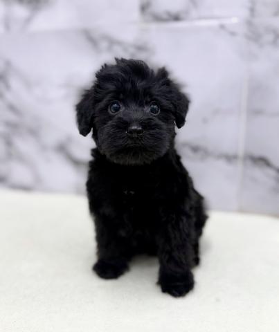 MIXトイプードル×ミニチュアシュナウザー【12/7お写真、動画更新♪】のんびりとしたまっくろプーシュナの男の子♡