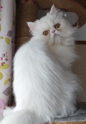 ペルシャ・ヒマラヤン