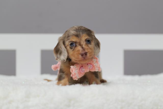 カニンヘンダックスフンド