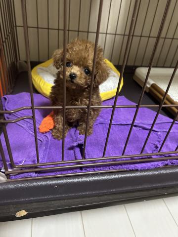 トイプードルティーカッププードル