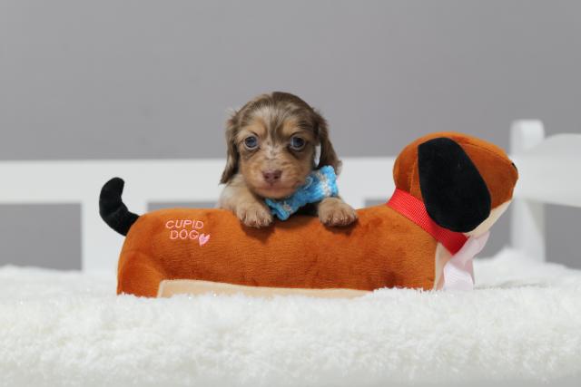 カニンヘンダックスフンド