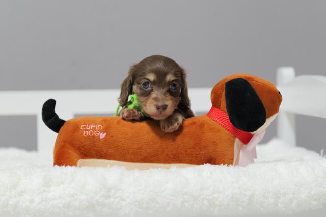 カニンヘンダックスフンド