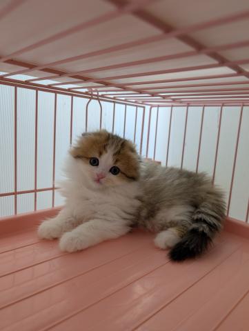 スコティッシュフォールド