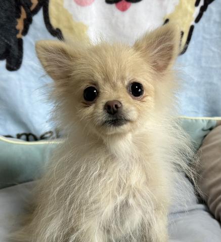 ポメラニアン