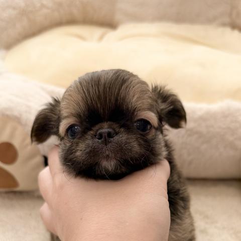 チワワ(ロングコート)