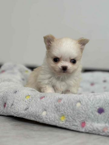 チワワ(ロングコート)