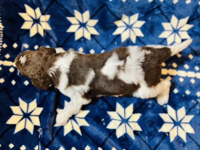 MIXラゴプー ロマプー