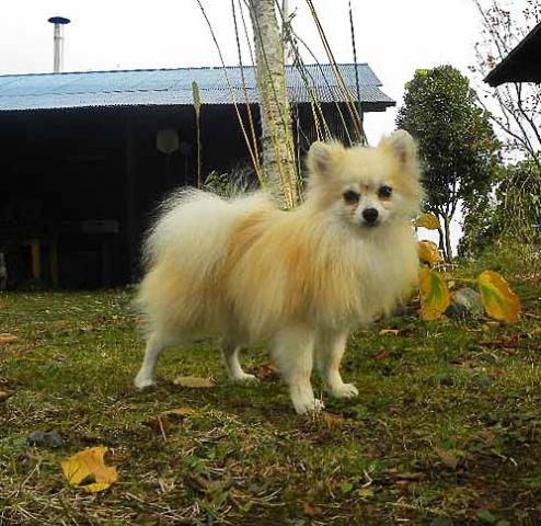 ポメラニアン