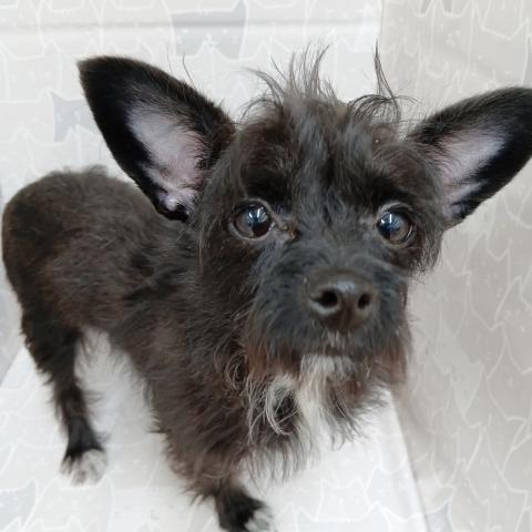 MIXチワワ×トイプードル