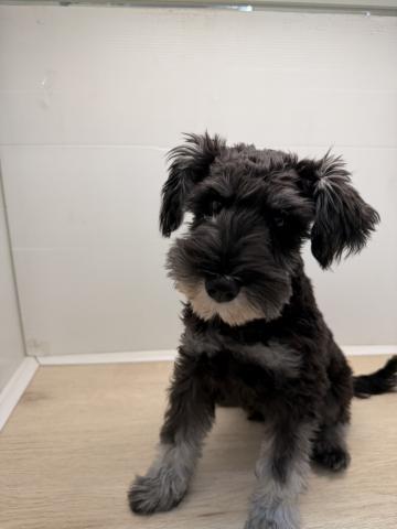 長いしっぽがチャームポイント！人懐っこい優しい男の子です💕