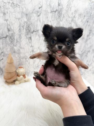 チワワ(ロングコート)🍼とってもおチビちゃん🍼