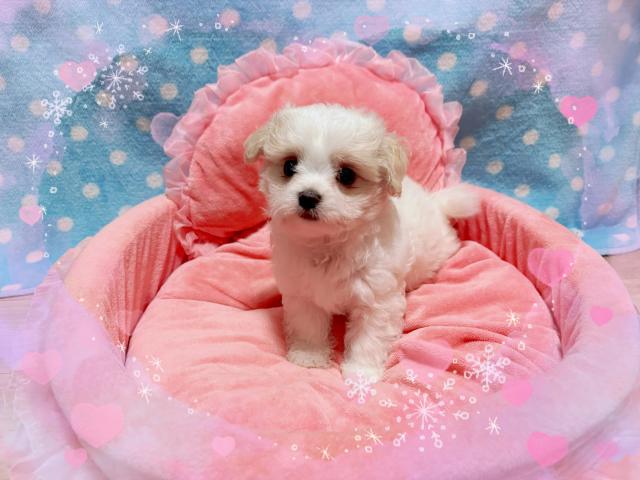 ふわふわモコモコのマルチワくん①♡