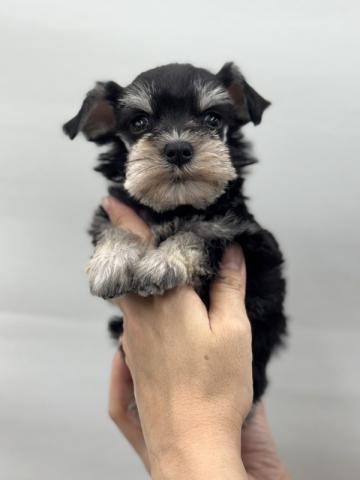 ミニチュアシュナウザー