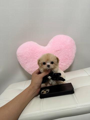 MIX🤍極小チワプー姫🎄🎁🤍