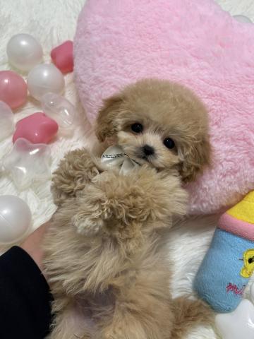 MIX🫧極小マルプー🫧