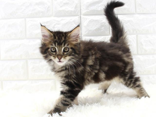 大きな体がカッコいいとっても甘えん坊さんで人懐っこいメインクーンの男の子