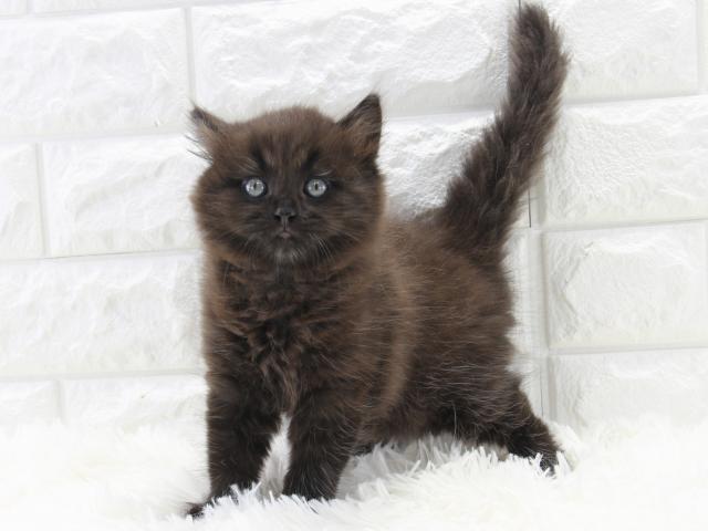 クリクリの目がかわいくてとっても甘えん坊さんで人懐っこいサイベリアンの男の子