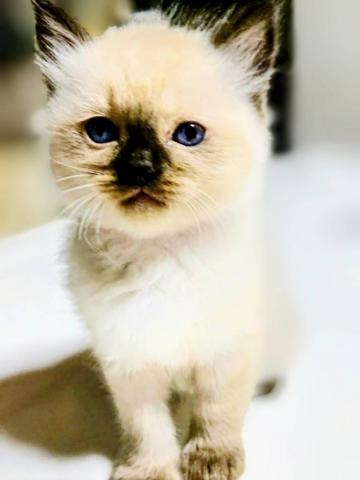 ラグドール♡穏やかなタイプの猫ちゃんをお探しの方にピッタリ♡