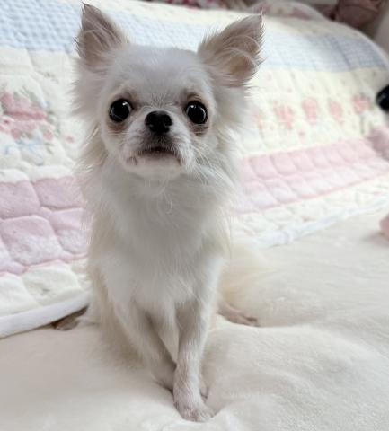 チワワ(ロングコート)