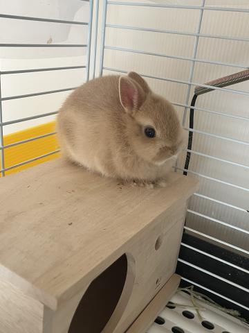 ネザーランドドワーフ