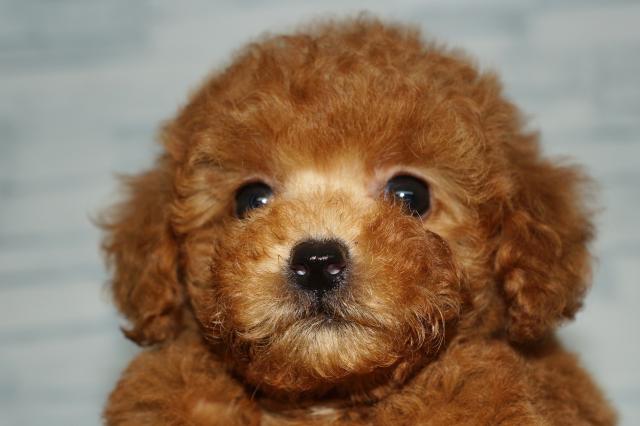 トイプードル（251216）