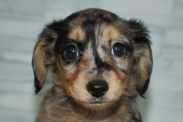 ミニチュアダックスフンド（251218）