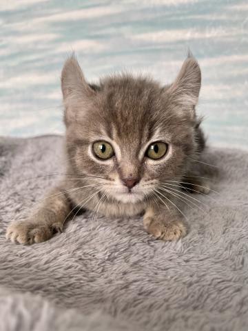 アメリカンカール