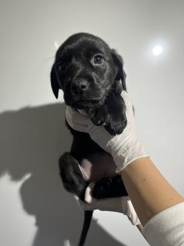 MIXラブワイラー5468