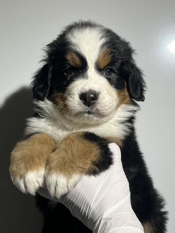 バーニーズマウンテンドッグ2297