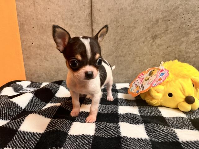 チワワ（スムースコート）