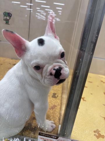 フレンチブルドッグ