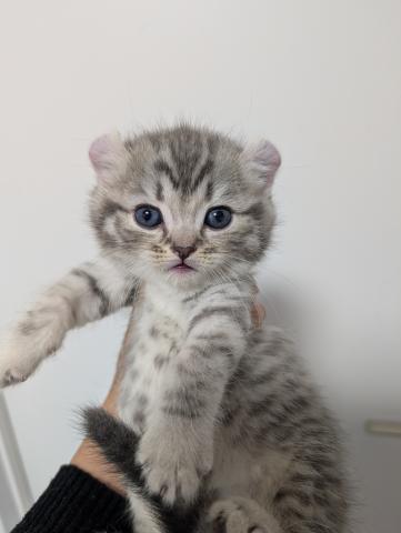 アメリカンカール