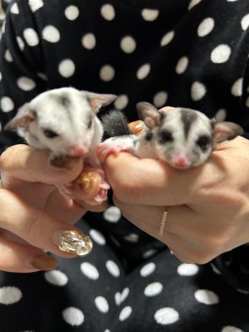 フクロモモンガ モザイク アシメトリー