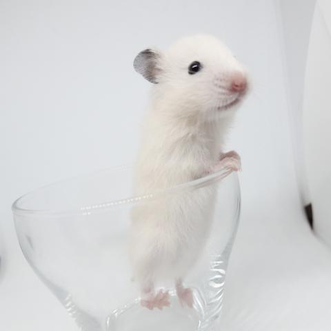 シリアンハムスター（アイボリー)