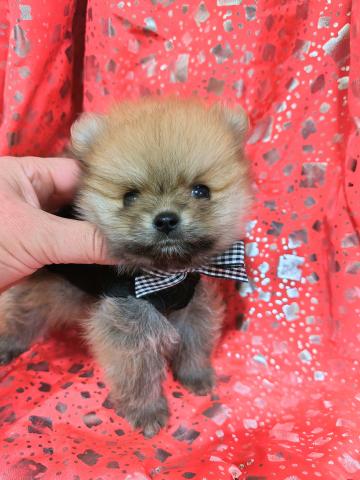 ポメラニアン