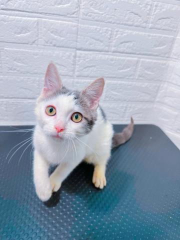 MIX（雑種）ラグドール✖️マンチカン