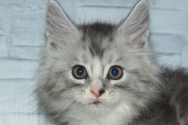 メインクーン（251220）