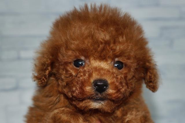 トイプードル（251221）