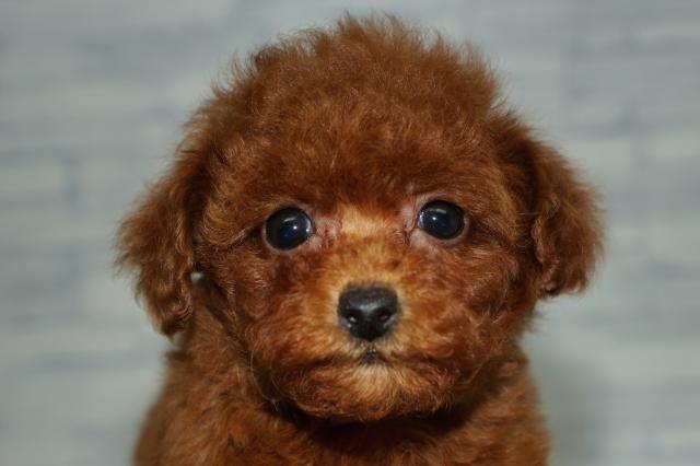 トイプードル（251223）