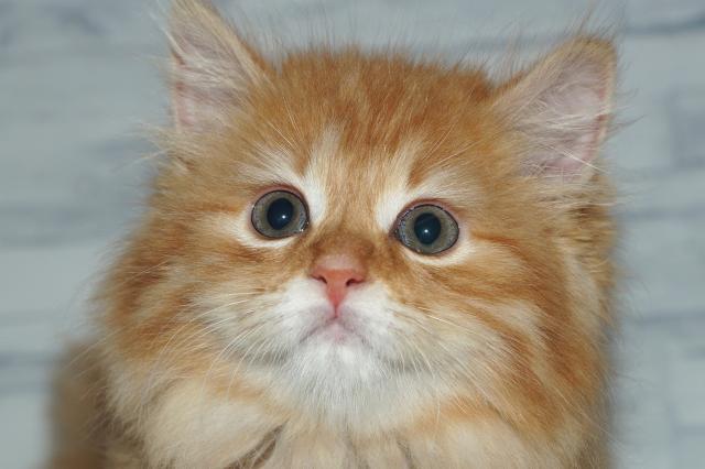 サイベリアン（251225）