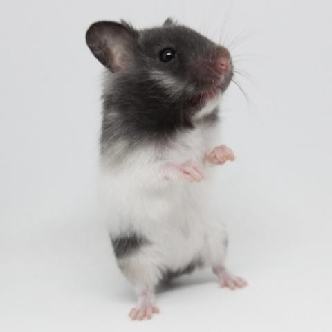 シリアンハムスター（ブラックバンデット)