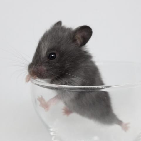 シリアンハムスター（ブラック)