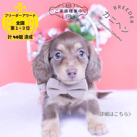 カニヘンダックスフンド ロング