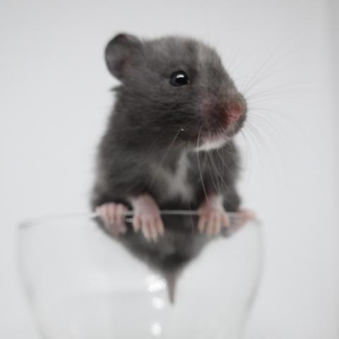 シリアンハムスター(スモークブラック)