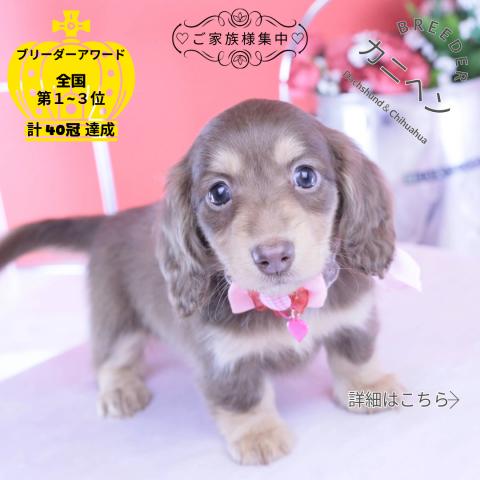 カニヘンダックスフンド ロング