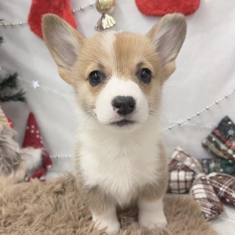 ウェルシュコーギーペンブローク