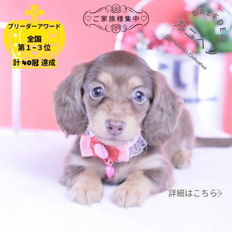 カニヘンダックスフンド　ロング