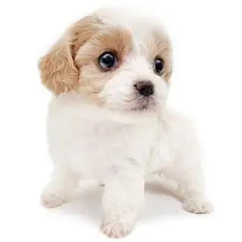 MIXMIX（キャバリアキングチャールズスパニエル×ビションフリーゼ）